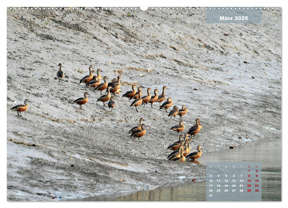 Indien Sunderbans (CALVENDO Premium Wandkalender 2025)