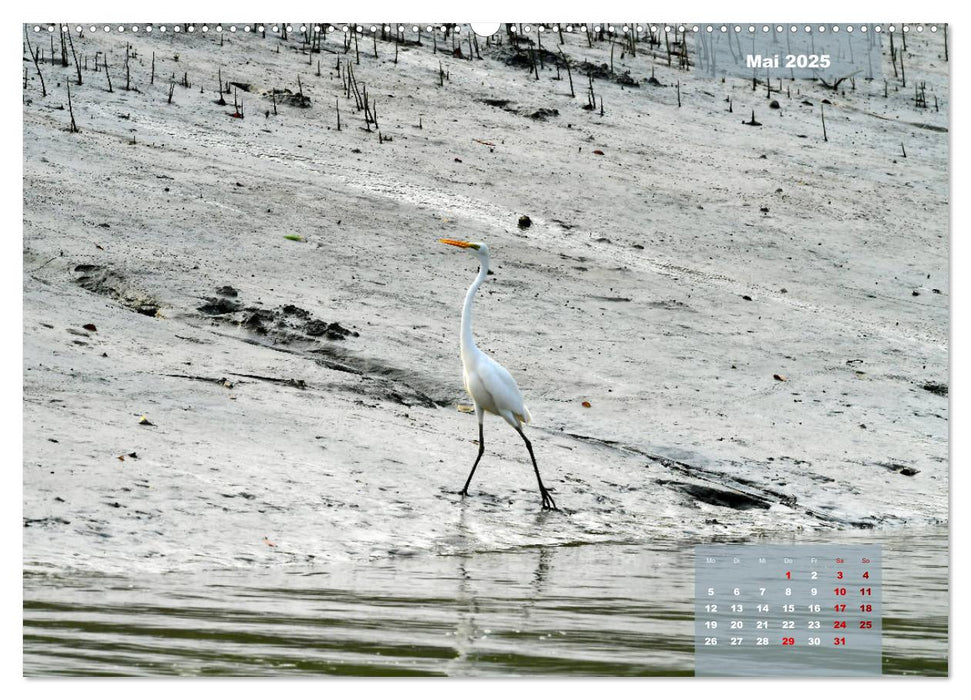 Indien Sunderbans (CALVENDO Premium Wandkalender 2025)