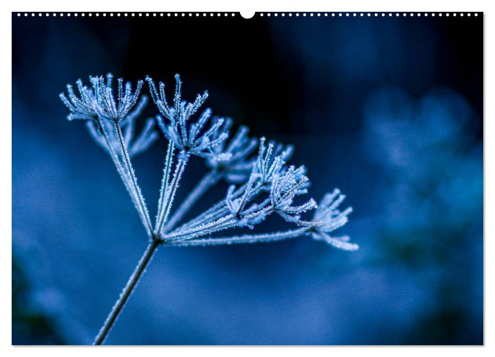 Der Zauberwald - Detailaufnahmen mit Planer (CALVENDO Wandkalender 2025)