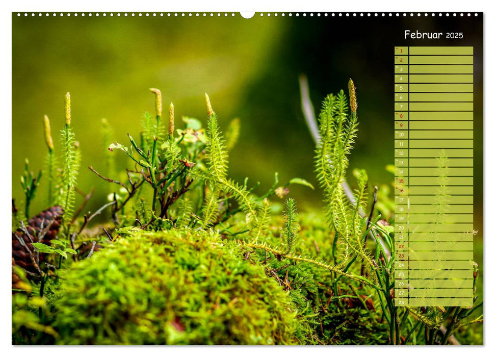 Der Zauberwald - Detailaufnahmen mit Planer (CALVENDO Wandkalender 2025)