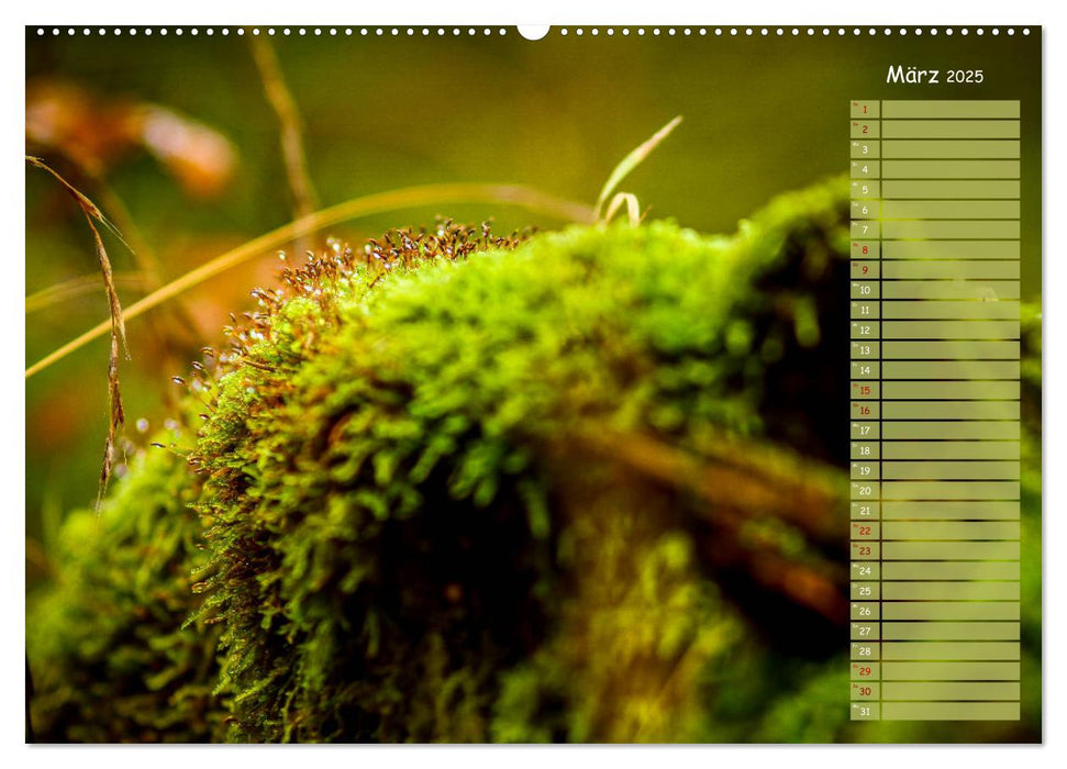 Der Zauberwald - Detailaufnahmen mit Planer (CALVENDO Wandkalender 2025)