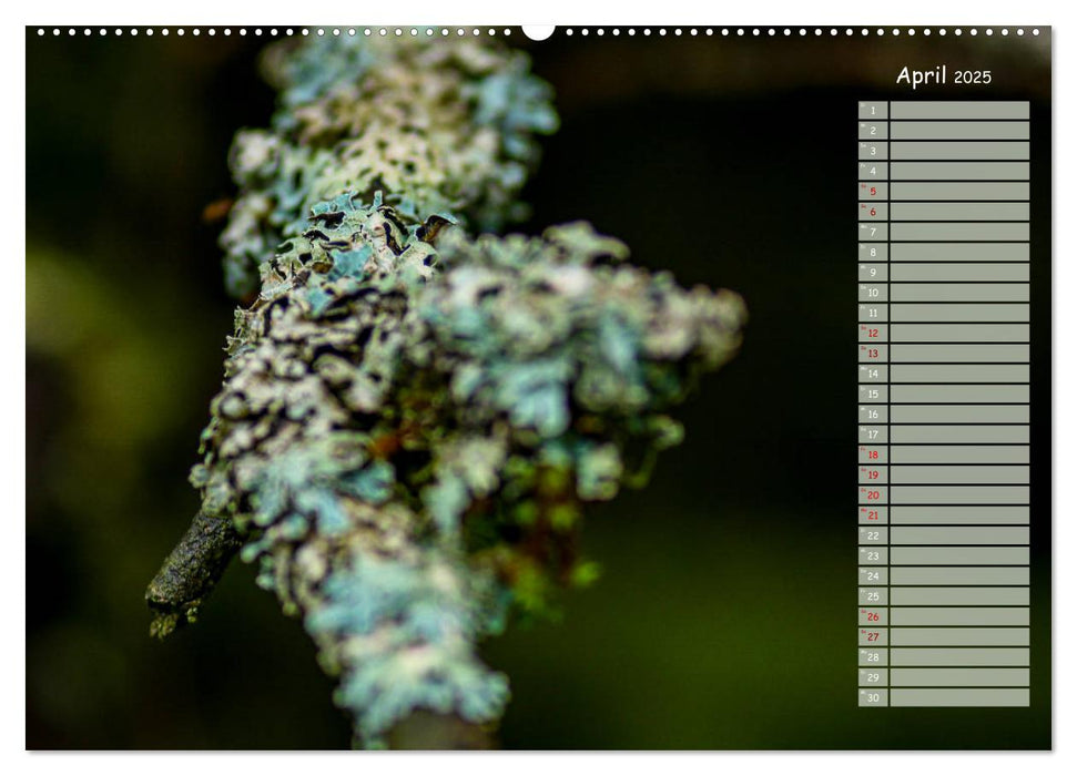 Der Zauberwald - Detailaufnahmen mit Planer (CALVENDO Wandkalender 2025)