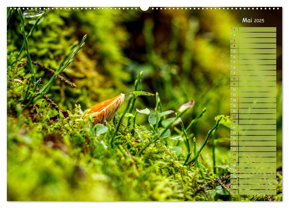 Der Zauberwald - Detailaufnahmen mit Planer (CALVENDO Wandkalender 2025)