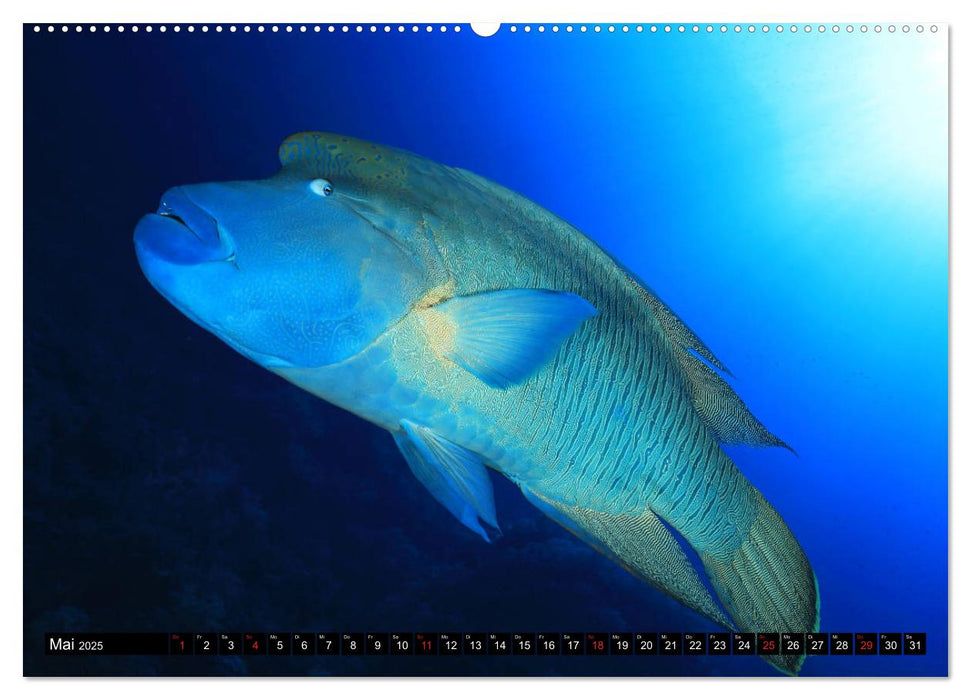 Rotes Meer Unterwasser (CALVENDO Premium Wandkalender 2025)