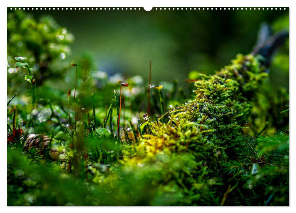 Der Zauberwald - Detailaufnahmen (CALVENDO Wandkalender 2025)