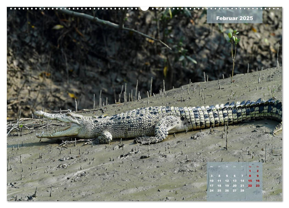 Indien Sunderbans (CALVENDO Wandkalender 2025)