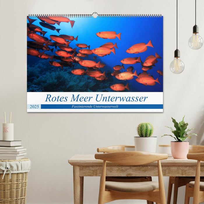 Rotes Meer Unterwasser (CALVENDO Wandkalender 2025)