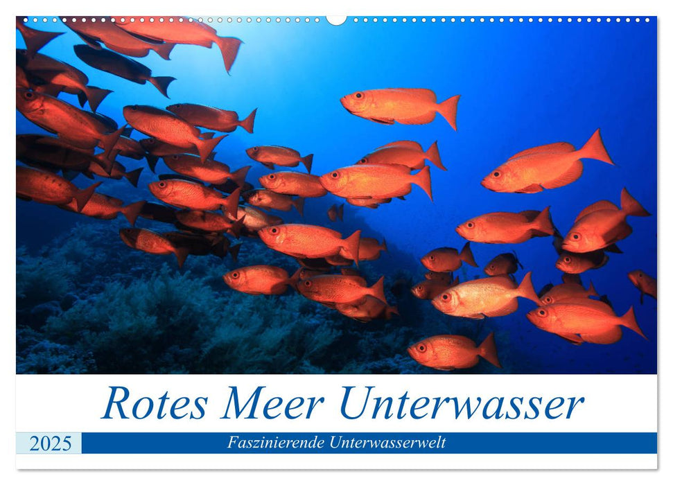 Rotes Meer Unterwasser (CALVENDO Wandkalender 2025)