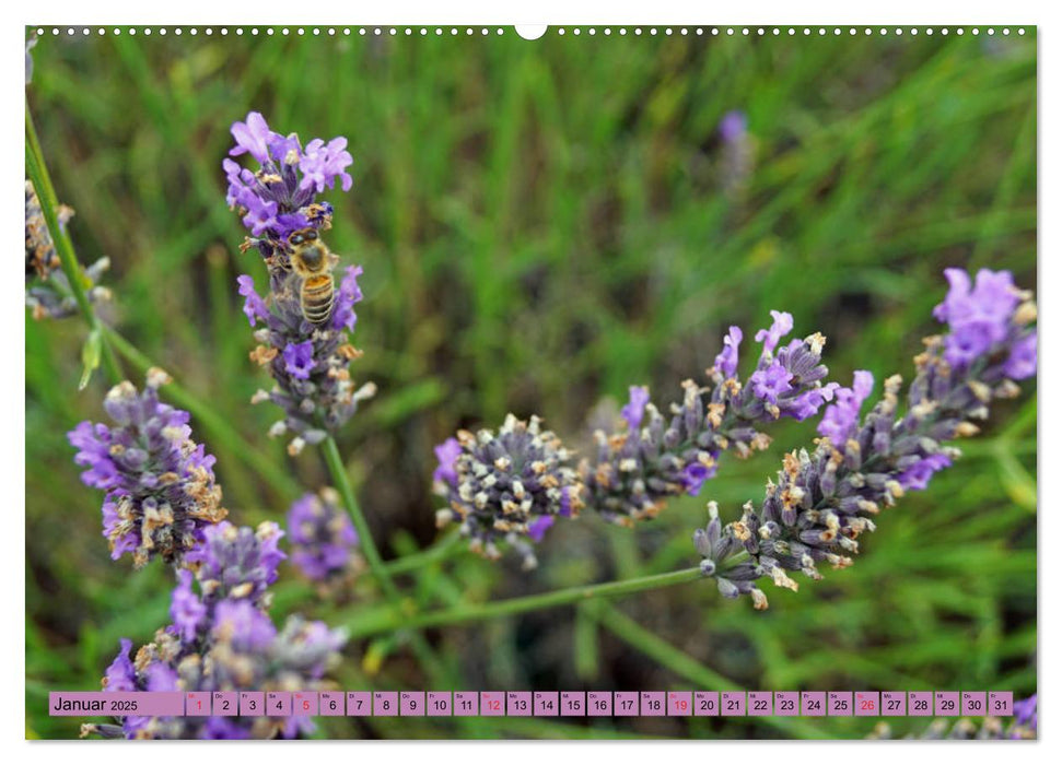 Farbzauber Lavendel (CALVENDO Premium Wandkalender 2025)