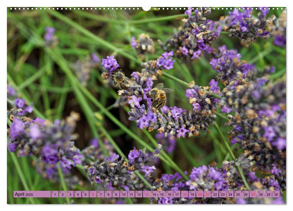 Farbzauber Lavendel (CALVENDO Premium Wandkalender 2025)