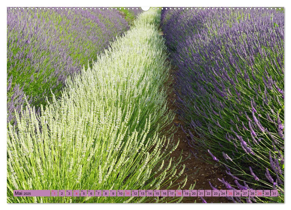 Farbzauber Lavendel (CALVENDO Premium Wandkalender 2025)