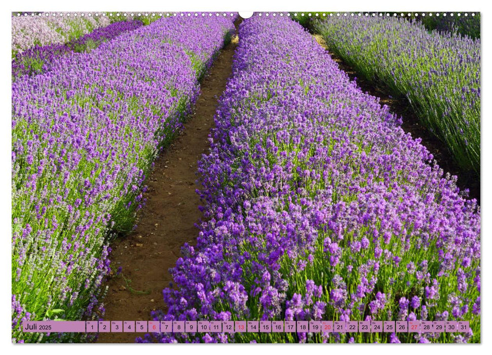 Farbzauber Lavendel (CALVENDO Premium Wandkalender 2025)