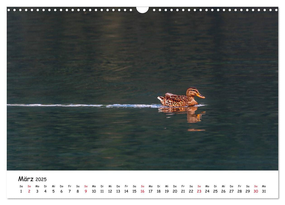 Wanderbarer Weißensee (CALVENDO Wandkalender 2025)