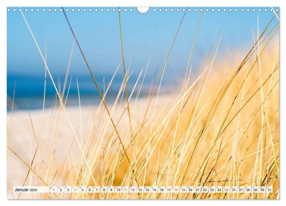 Hiddensee - Perle in der Ostsee (CALVENDO Wandkalender 2025)