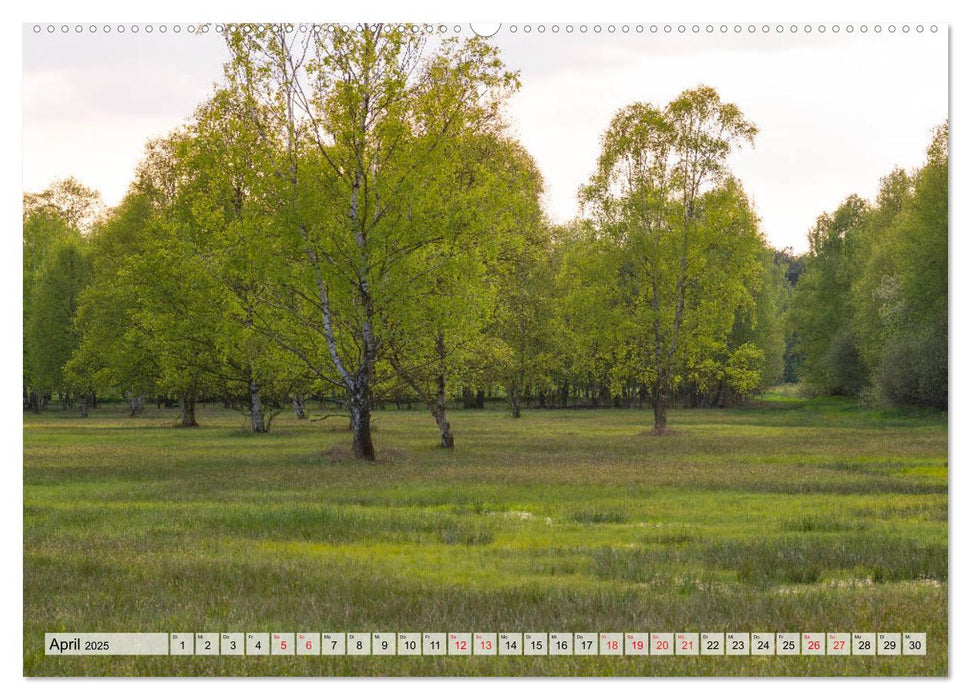 Das Pietzmoor und seine wilden Bewohner (CALVENDO Premium Wandkalender 2025)