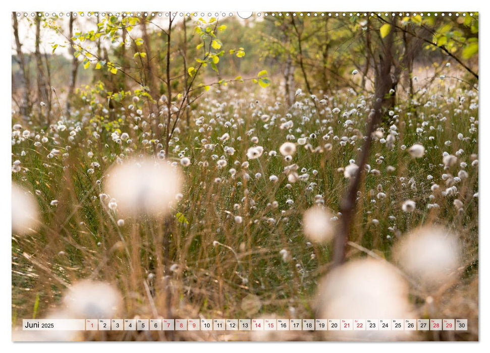 Das Pietzmoor und seine wilden Bewohner (CALVENDO Premium Wandkalender 2025)