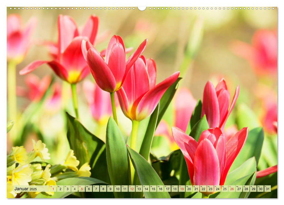 Tulpen. Zauberhafte Blütenpracht (CALVENDO Premium Wandkalender 2025)