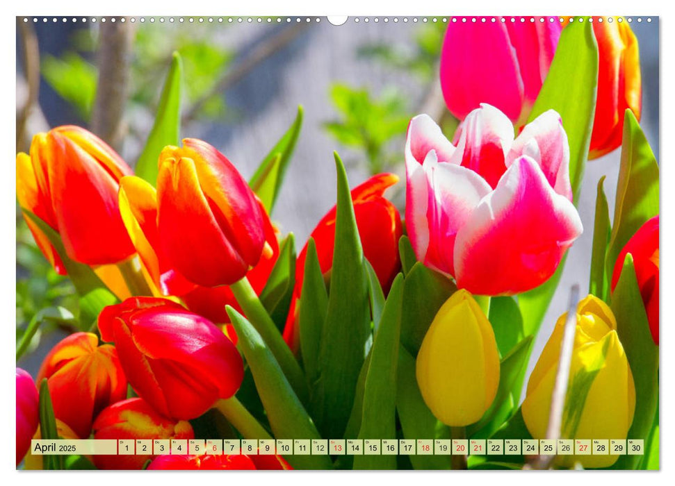 Tulpen. Zauberhafte Blütenpracht (CALVENDO Premium Wandkalender 2025)