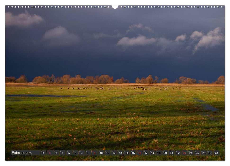 Leben am Naturpark um den Dümmer See (CALVENDO Premium Wandkalender 2025)