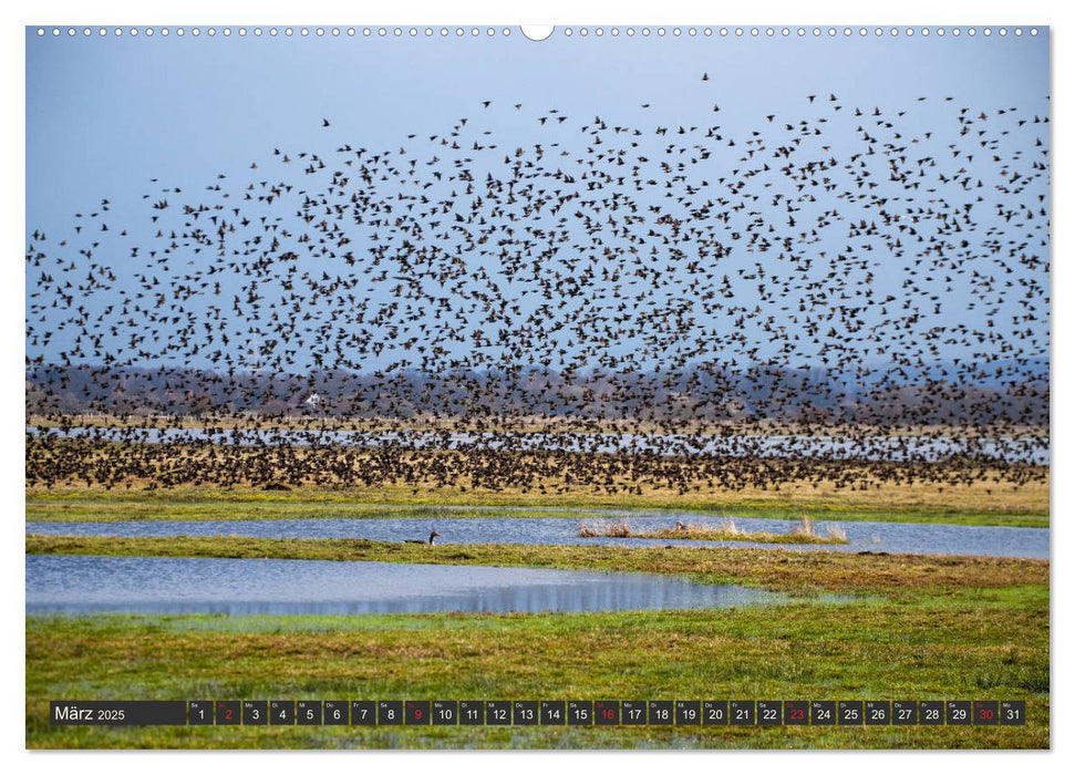 Leben am Naturpark um den Dümmer See (CALVENDO Premium Wandkalender 2025)