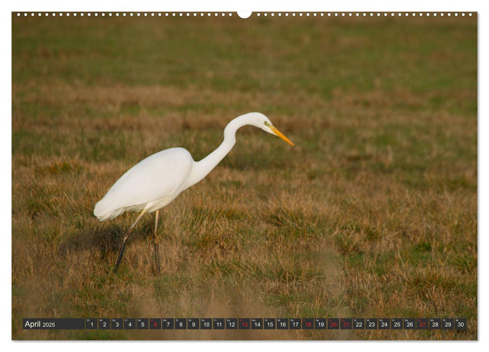 Leben am Naturpark um den Dümmer See (CALVENDO Premium Wandkalender 2025)