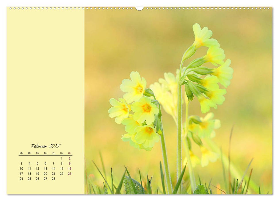 Zarte Blütenpracht. Die lieblichsten Frühlingsblumen (CALVENDO Premium Wandkalender 2025)