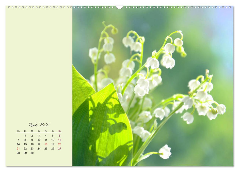 Zarte Blütenpracht. Die lieblichsten Frühlingsblumen (CALVENDO Premium Wandkalender 2025)