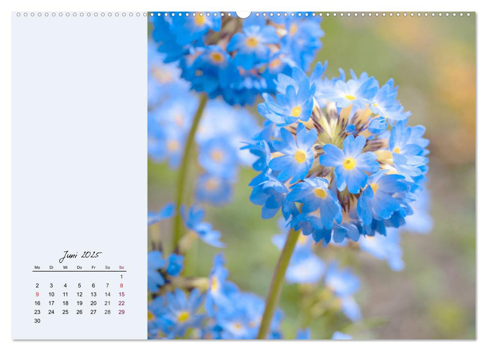 Zarte Blütenpracht. Die lieblichsten Frühlingsblumen (CALVENDO Premium Wandkalender 2025)