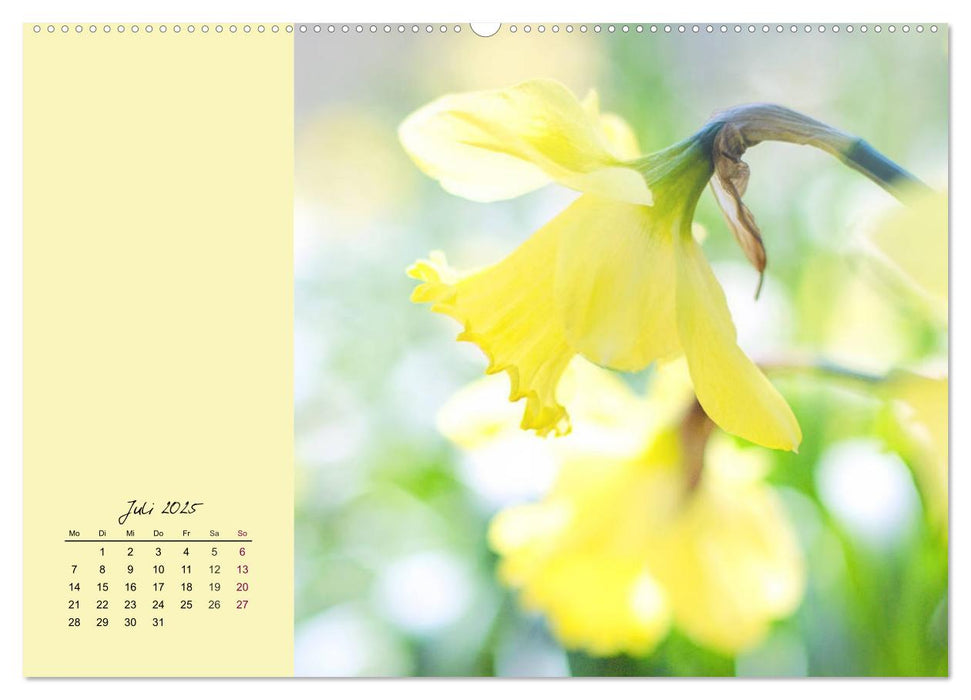 Zarte Blütenpracht. Die lieblichsten Frühlingsblumen (CALVENDO Premium Wandkalender 2025)