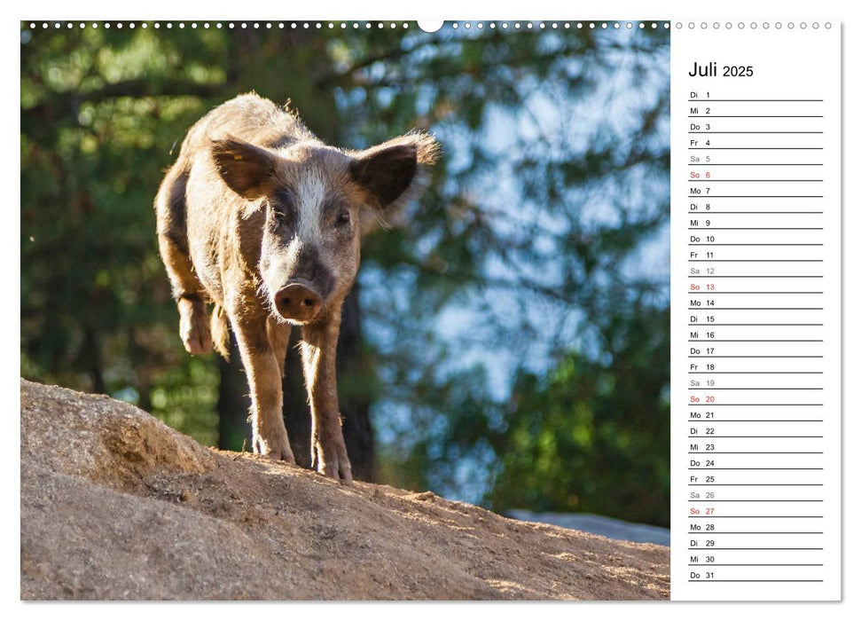 Wildromatisches Korsika (CALVENDO Premium Wandkalender 2025)