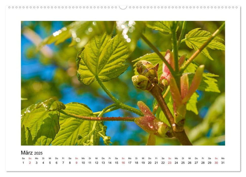 Der Wald im Laufe des Jahres (CALVENDO Premium Wandkalender 2025)