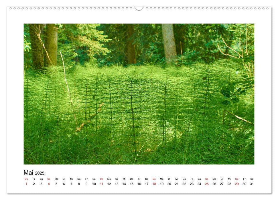 Der Wald im Laufe des Jahres (CALVENDO Premium Wandkalender 2025)