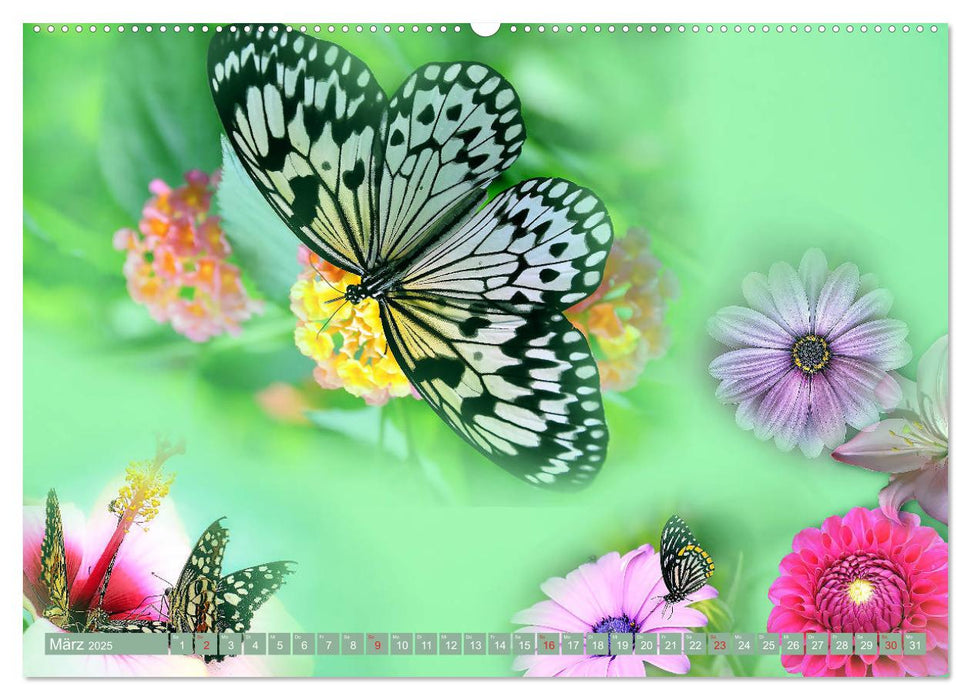 Meditation-Schmetterling (CALVENDO Premium Wandkalender 2025)