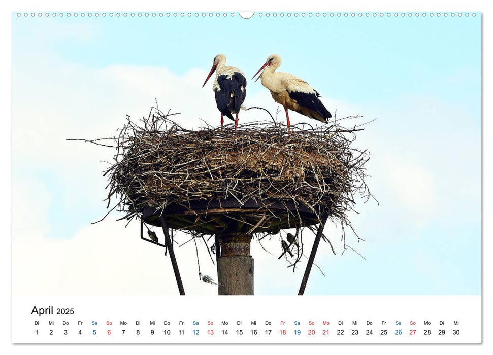 GRENZLAND - Entdeckungen am Elberadweg (CALVENDO Premium Wandkalender 2025)