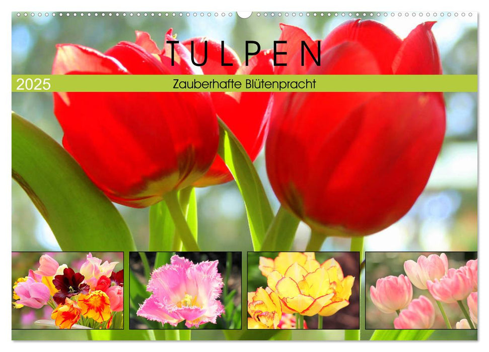 Tulpen. Zauberhafte Blütenpracht (CALVENDO Wandkalender 2025)