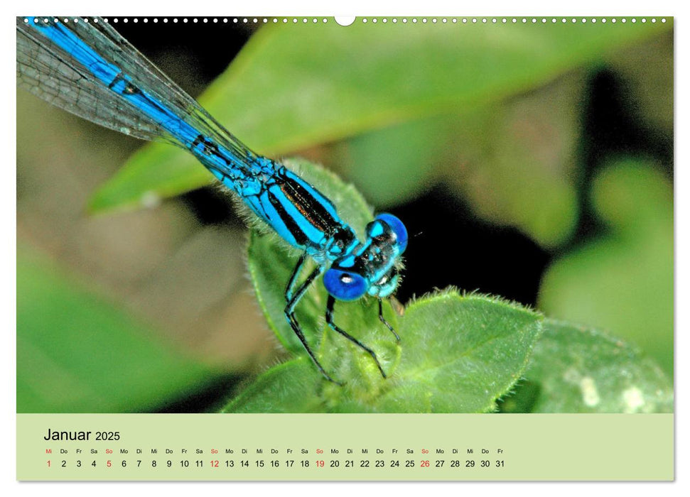 Farbenpracht der Insekten (CALVENDO Premium Wandkalender 2025)