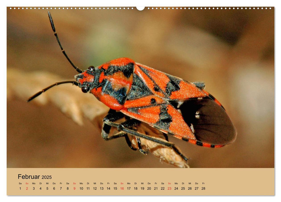 Farbenpracht der Insekten (CALVENDO Premium Wandkalender 2025)