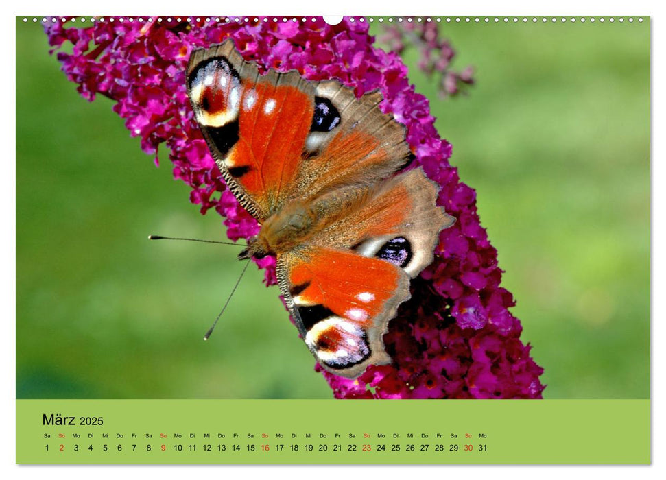 Farbenpracht der Insekten (CALVENDO Premium Wandkalender 2025)