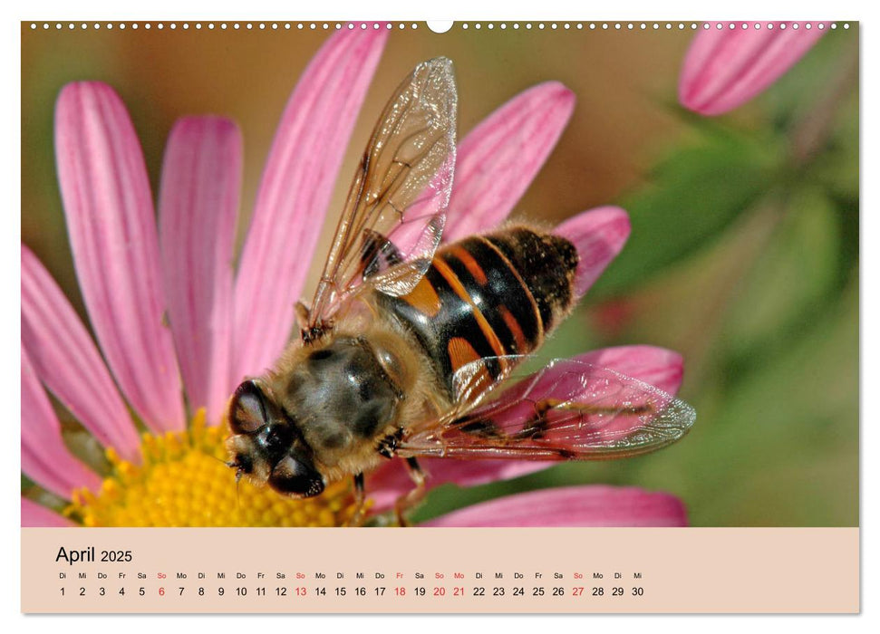 Farbenpracht der Insekten (CALVENDO Premium Wandkalender 2025)