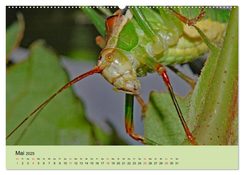 Farbenpracht der Insekten (CALVENDO Premium Wandkalender 2025)