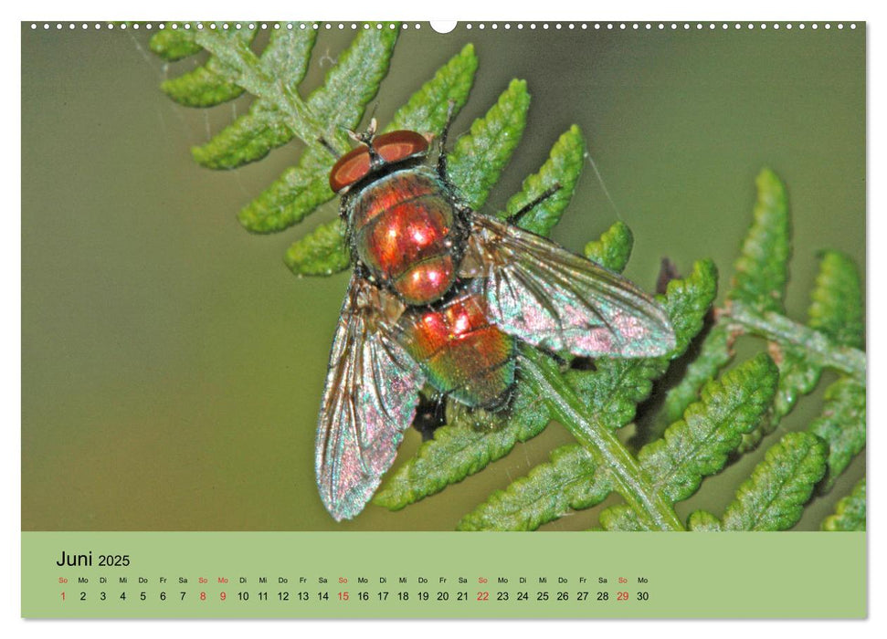 Farbenpracht der Insekten (CALVENDO Premium Wandkalender 2025)