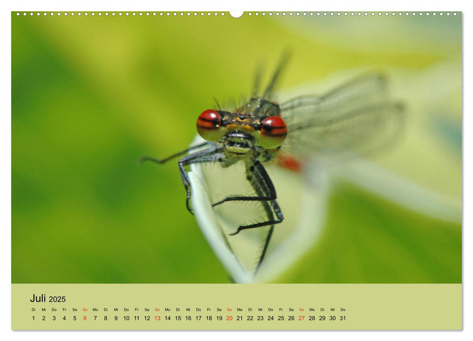 Farbenpracht der Insekten (CALVENDO Premium Wandkalender 2025)