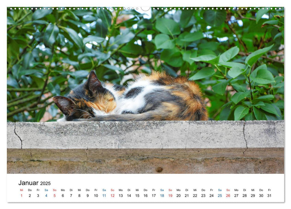 Geliebte Stubentiger - Katzen im Alltag (CALVENDO Premium Wandkalender 2025)