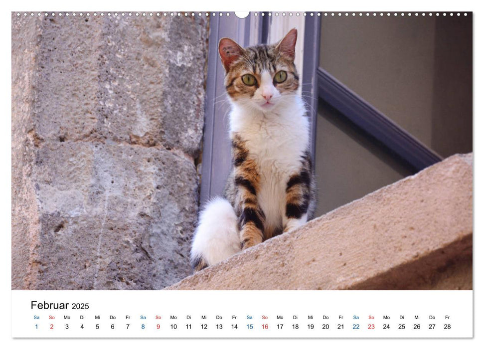 Geliebte Stubentiger - Katzen im Alltag (CALVENDO Premium Wandkalender 2025)