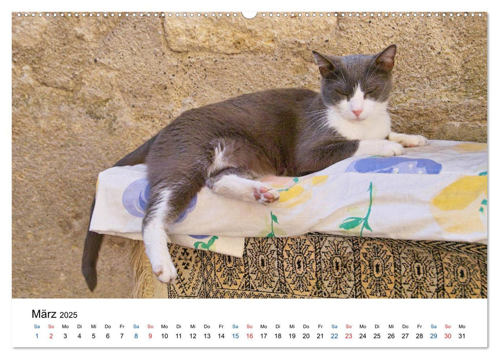 Geliebte Stubentiger - Katzen im Alltag (CALVENDO Premium Wandkalender 2025)