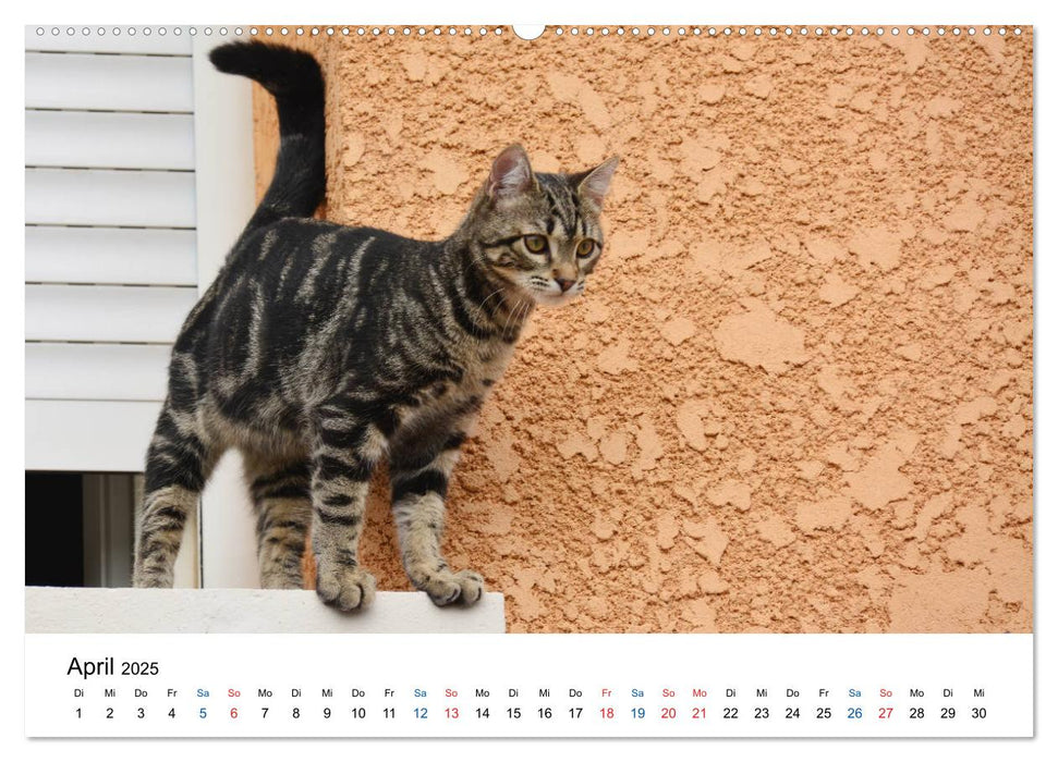 Geliebte Stubentiger - Katzen im Alltag (CALVENDO Premium Wandkalender 2025)