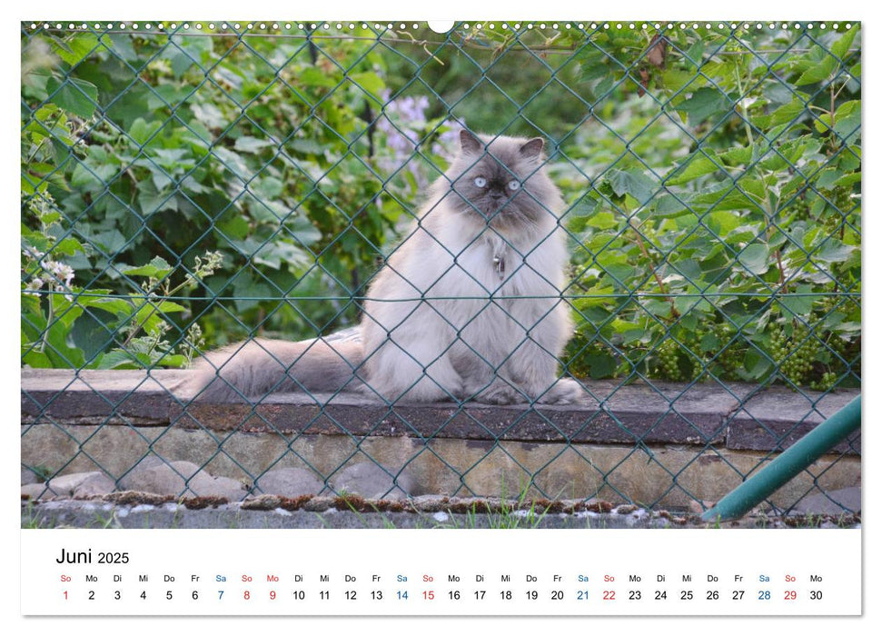 Geliebte Stubentiger - Katzen im Alltag (CALVENDO Premium Wandkalender 2025)