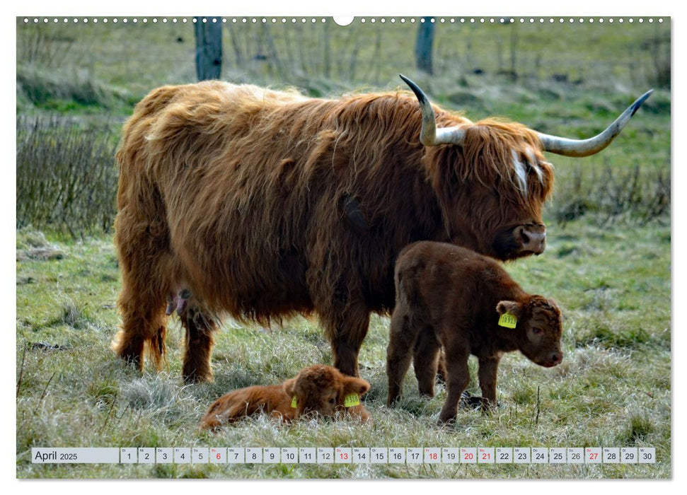 Langeoog - Natur Pur (CALVENDO Premium Wandkalender 2025)