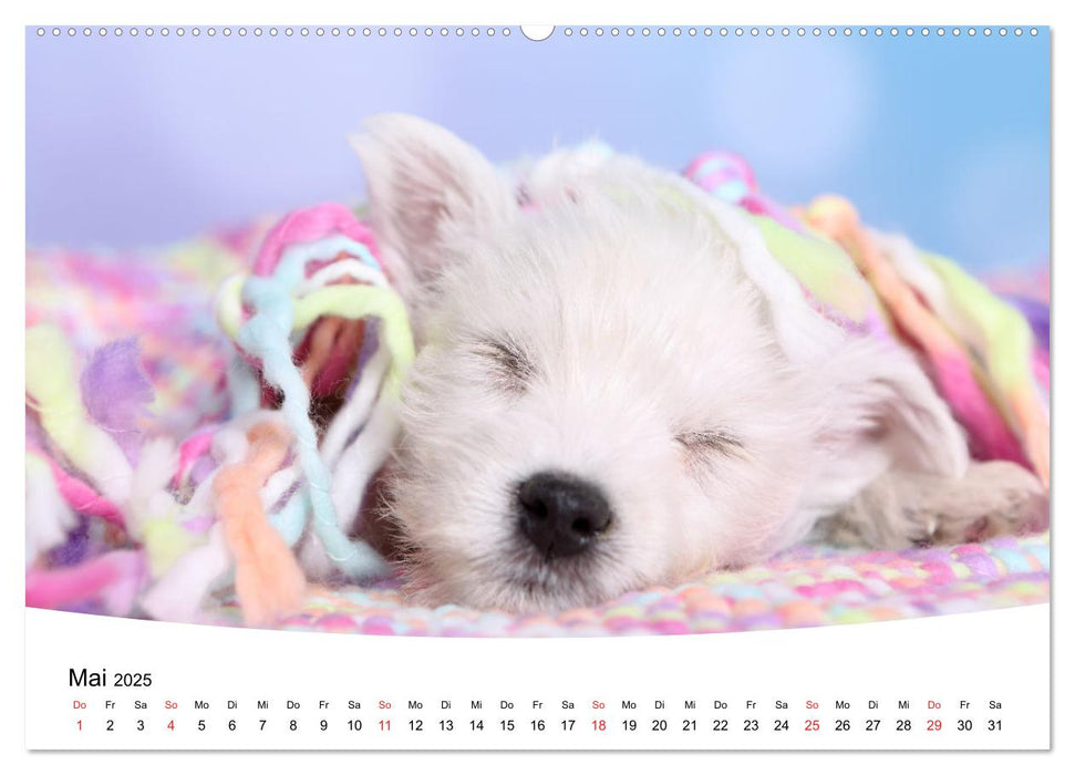 Süße Träume 2025 - schlafende Hundewelpen (CALVENDO Premium Wandkalender 2025)