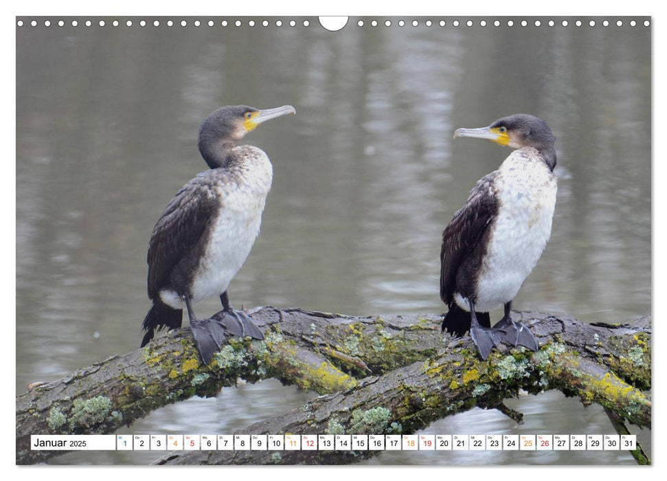 Der Kormoran, ein guter Flieger, Schwimmer, Taucher und Fischer. (CALVENDO Wandkalender 2025)